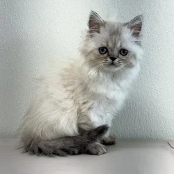 Male Persian puppy for sale at Petland - Pensacola.