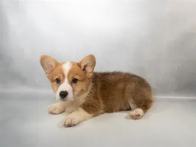 Male Pembroke Welsh Corgi puppy for sale at Petland -  Ft Walton.