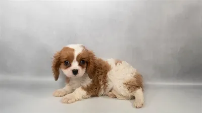 Male Cavalier King Charles Spaniel puppy for sale at Petland -  Ft Walton.