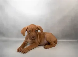 Male Dogue De Bordeaux puppy for sale at Petland - Pensacola.