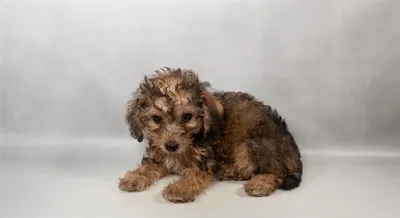 Female Yorkie-Poo puppy for sale at Petland -  Ft Walton.