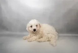 Male Bichon Frise puppy for sale at Petland -  Ft Walton.