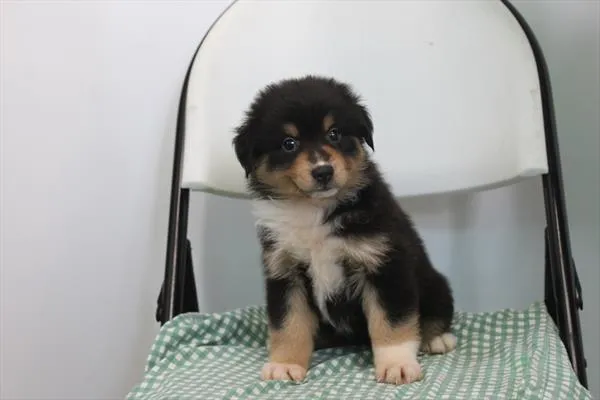 Female Miniature American Shepherd puppy for sale at Petland -  Ft Walton.