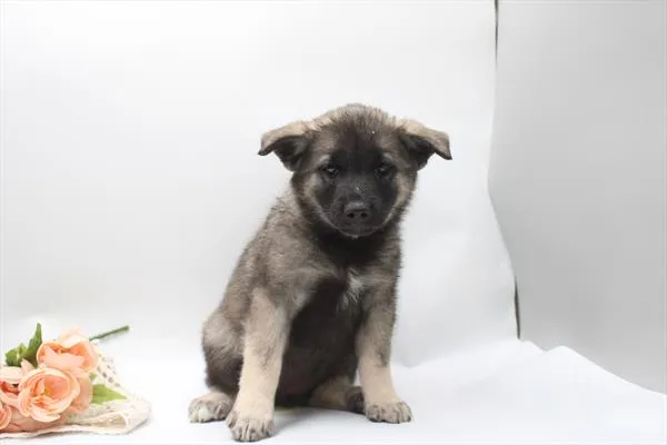 Female Norwegian Elkhound puppy for sale at Petland -  Ft Walton.