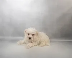 Female Maltese puppy for sale at Petland - Pensacola.