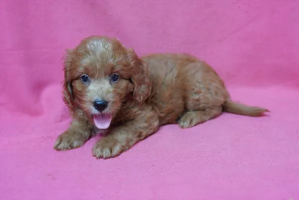 Male Goldendoodle Mini 2Nd Gen puppy for sale at Petland -  Ft Walton.
