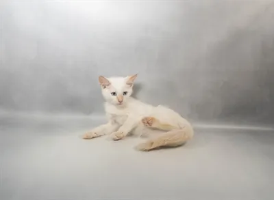 Male Siamese puppy for sale at Petland - Pensacola.