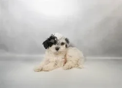 Male Coton De Tulear puppy for sale at Petland -  Ft Walton.