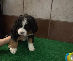 Female Bernese Mountain Dog puppy for sale at Petland - Pensacola.
