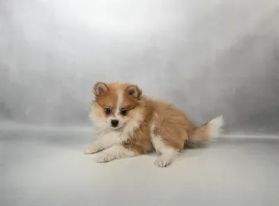 Male Pomeranian puppy for sale at Petland -  Ft Walton.