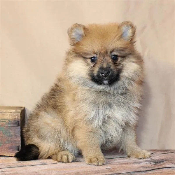 Female Pomeranian puppy for sale at Petland -  Ft Walton.
