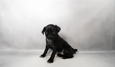Male Pug puppy for sale at Petland -  Ft Walton.