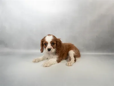 Female Cavalier King Charles Spaniel puppy for sale at Petland -  Ft Walton.