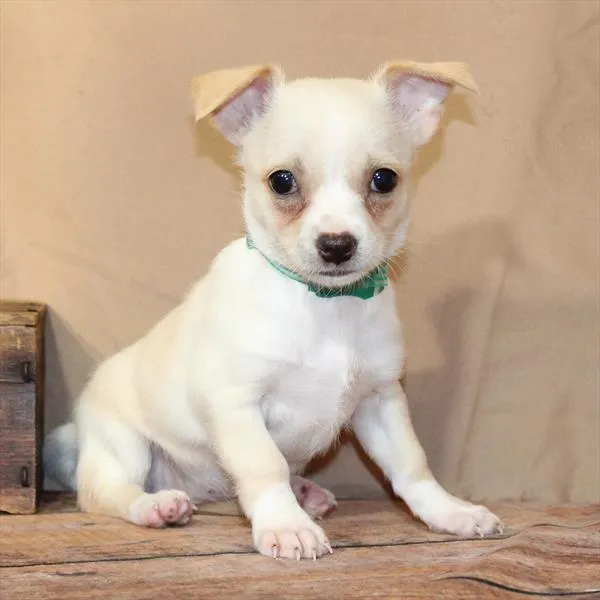 Female Chihuahua puppy for sale at Petland -  Ft Walton.
