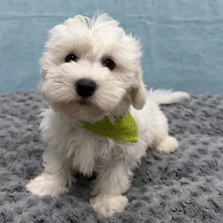 Male Coton De Tulear puppy for sale at Petland - Pensacola.