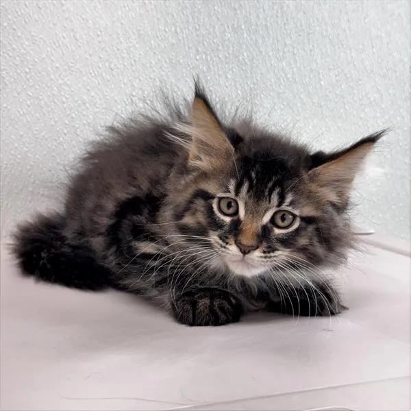Male Maine Coon kitten for sale at Petland -  Ft Walton.