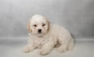 Female Lhasa-Poo puppy for sale at Petland -  Ft Walton.