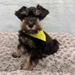 Male Miniature Schnauzer puppy for sale at Petland - Pensacola.