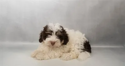 Male Havanese puppy for sale at Petland -  Ft Walton.