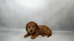 Female Dachshund puppy for sale at Petland -  Ft Walton.