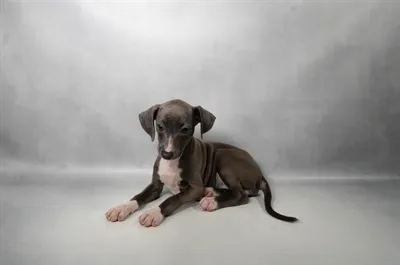Female Italian Greyhound puppy for sale at Petland -  Ft Walton.