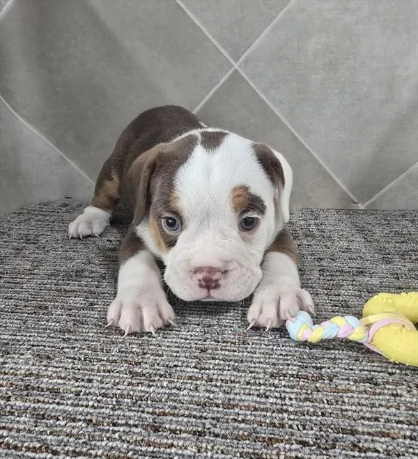 Female Beabull 2Nd Gen puppy for sale at Petland -  Ft Walton.