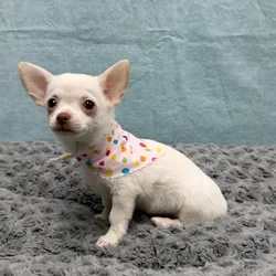 Female Chihuahua puppy for sale at Petland - Pensacola.