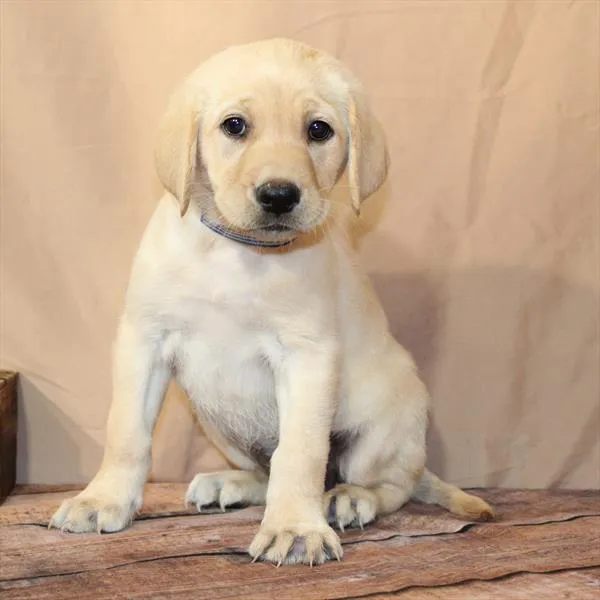 Female Labrador Retriever puppy for sale at Petland -  Ft Walton.