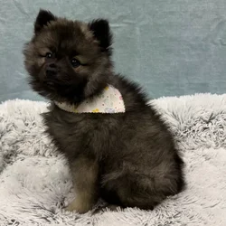 Female Keeshond puppy for sale at Petland - Pensacola.
