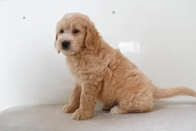 Male Mini Goldendoodle puppy for sale at Petland -  Ft Walton.