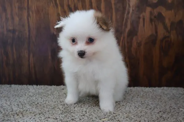 Male Pomeranian puppy for sale at Petland -  Ft Walton.