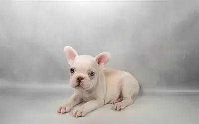 Male French Bulldog puppy for sale at Petland -  Ft Walton.
