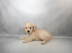 Male Cockapoo puppy for sale at Petland -  Ft Walton.