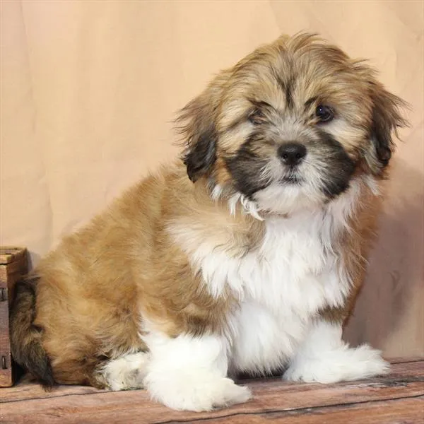 Female Lhasa Apso puppy for sale at Petland -  Ft Walton.