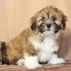 Female Lhasa Apso puppy for sale at Petland -  Ft Walton.