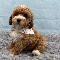 Female Poodle puppy for sale at Petland - Pensacola.
