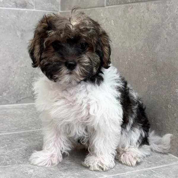 Male Shizapoo puppy for sale at Petland -  Ft Walton.