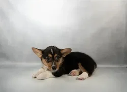 Female Pembroke Welsh Corgi puppy for sale at Petland - Pensacola.