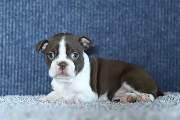Female Boston Terrier puppy for sale at Petland -  Ft Walton.