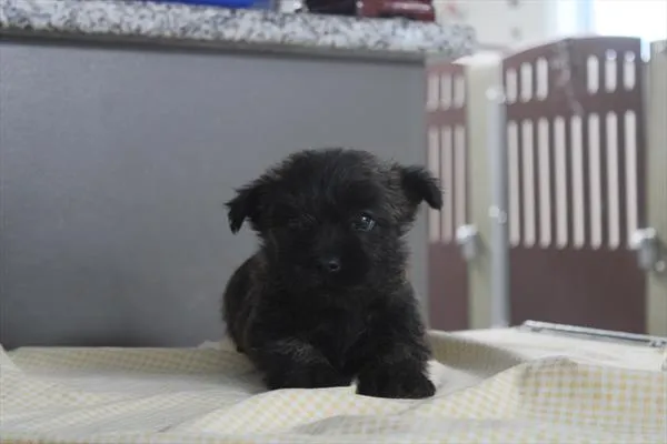Female Cairn Terrier puppy for sale at Petland -  Ft Walton.