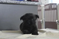 Female Cairn Terrier puppy for sale at Petland -  Ft Walton.