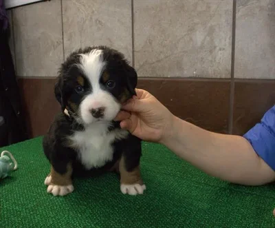 Female Bernese Mountain Dog puppy for sale at Petland -  Ft Walton.