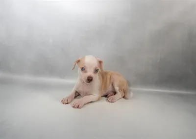 Male Chihuahua puppy for sale at Petland -  Ft Walton.