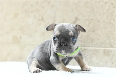 Male French Bulldog puppy for sale at Petland -  Ft Walton.