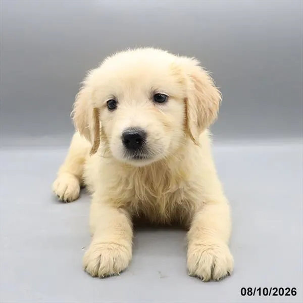 Male Golden Retriever puppy for sale at Petland -  Ft Walton.
