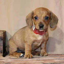 Female Dachshund puppy for sale at Petland -  Ft Walton.