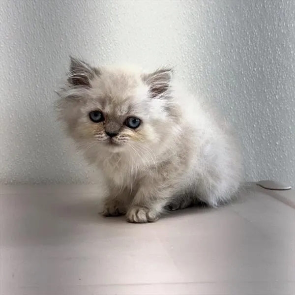Male Persian kitten for sale at Petland -  Ft Walton.