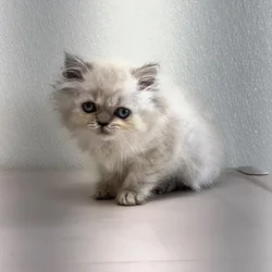 Male Persian puppy for sale at Petland - Pensacola.