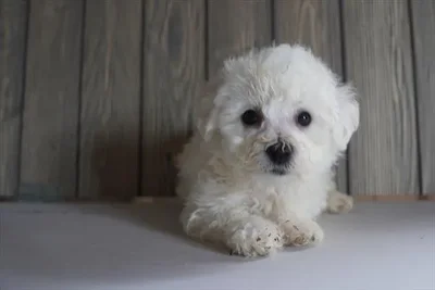 Male Bichon Frise puppy for sale at Petland -  Ft Walton.