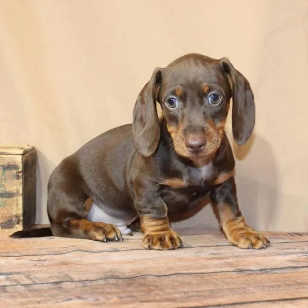Male Dachshund puppy for sale at Petland -  Ft Walton.